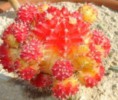 /album/cactaceae-g-l/gymnocalycium-mihanovichii-porpora-jpg/